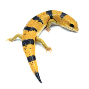 peters banded skink for sale.png