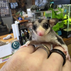 pied mosaic w cow ears possum face sugar glider male.jpg