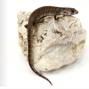 pink tongue skink for sale.png