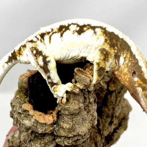 pinstripe crested gecko for sale.png