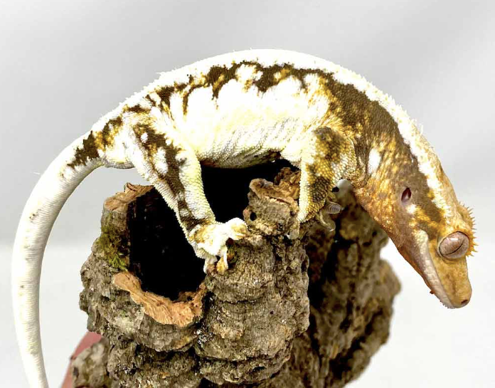 pinstripe crested gecko for sale.png pinstripe crested gecko for sale.png