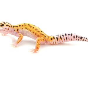pinstripe leopard gecko for sale .png