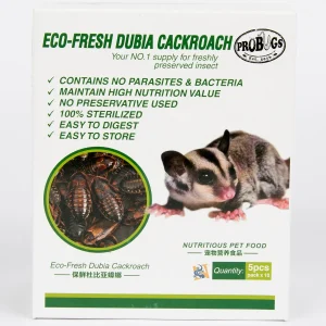 pro bugs eco fresh dubia cockroaches.webp