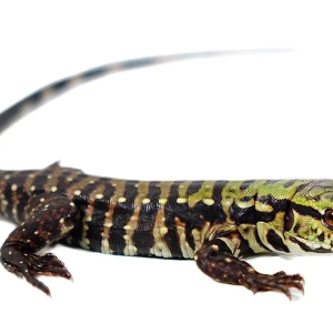 purple tegu.png