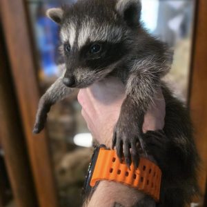 raccoons.jpg