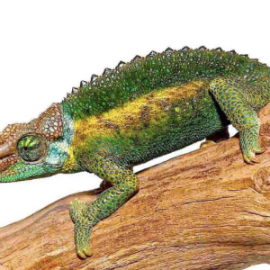 rainbow jacksons chameleon.png