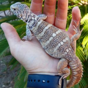 rainbow uromastyx for sale.jpeg