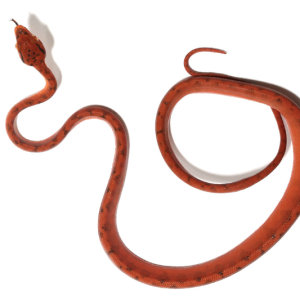 red amazon tree boa.png