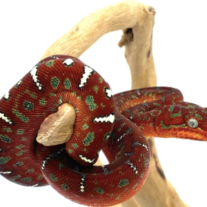 red emerald tree boa.png