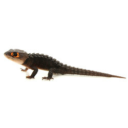 red eyed armored lizard for sale.jpg