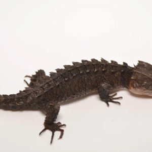 red eyed crocodile skink for sale 1.png