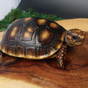 red foot tortoise for sale 2.png