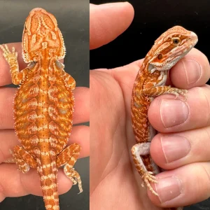 red hypo leatherback fire male bearded dragon for sale.webp