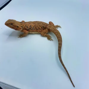 red leatherback bearded dragons for sale.webp