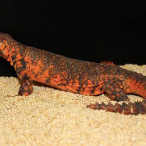 red niger uromastyx for sale.png