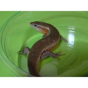 red sided skink.jpeg