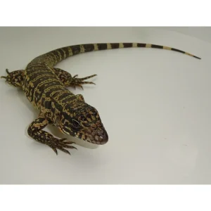 red x blue tegu 1800x1800.webp