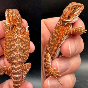 redfirebeardeddragonforsale 1800x1800 1.webp