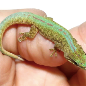 robert mertens day gecko.png