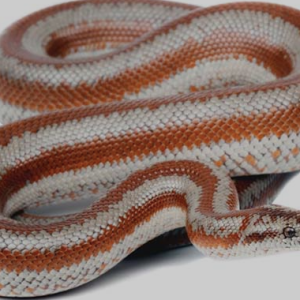 rosy boa for sale.png