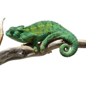 rudis chameleon for sale.png