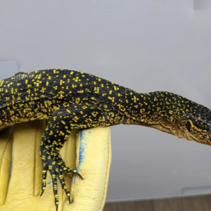 russell island mangrove monitor.png