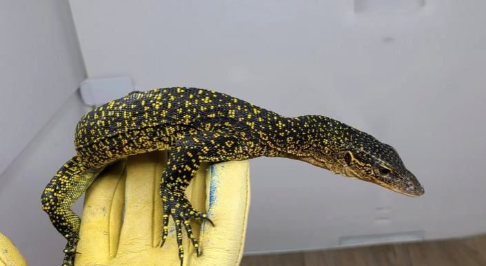 russell island mangrove monitor.png russell island mangrove monitor.png