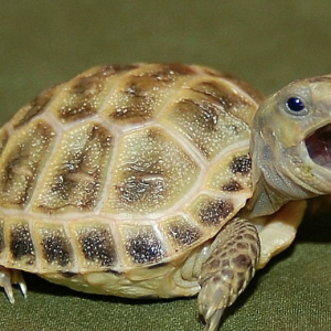 russian tortoise for sale.png