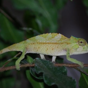 sailfin chameleon for sale.png