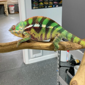 sambava panther chameleon for sale.png