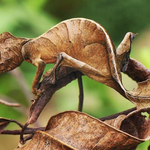 satanic leaf tailed gecko for sale.png