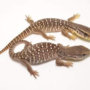 savannah monitor for sale.webp