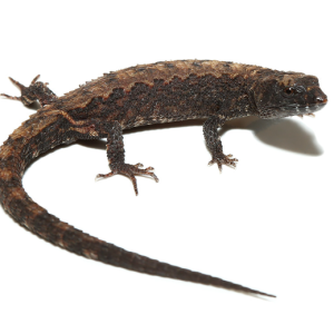 schmidts helmeted skink.png
