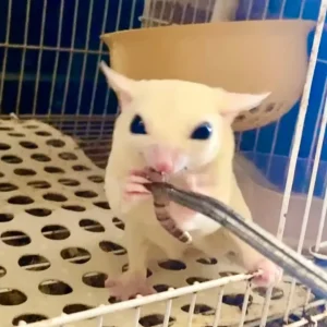 slayer – female leucistic sugar glider.webp