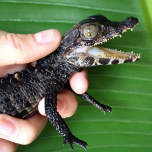 smooth front caiman sale 1.png
