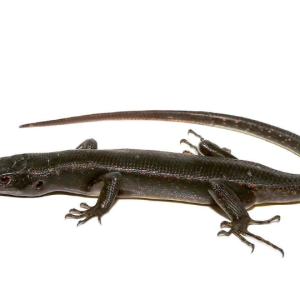 solomon island black tree skink.png
