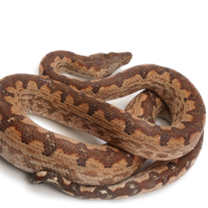 solomon island ground boa for sale.png