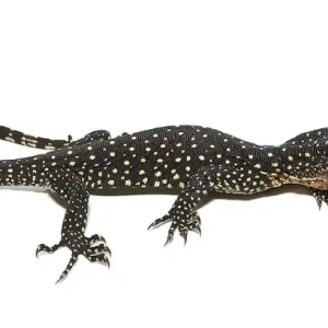 solomon island mangrove monitor for sale.png