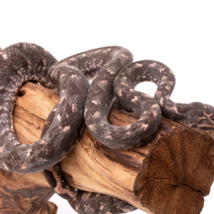 solomon island tree boa.png
