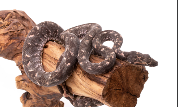 solomon island tree boa.png solomon island tree boa.png