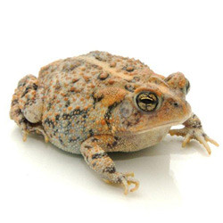 southern toad anaxyrus terrestris.jpg