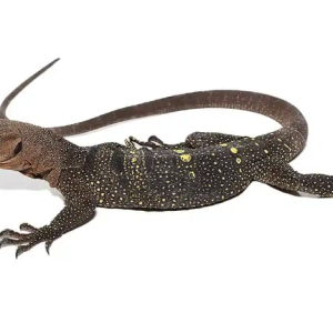 spiny neck monitor.png