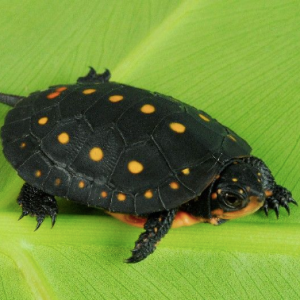 spotted turtle for sale .png