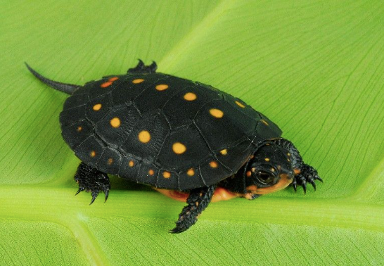 spotted turtle for sale .png spotted turtle for sale .png