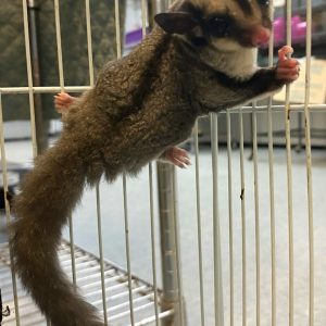 standard gray sugar gliders.jpg