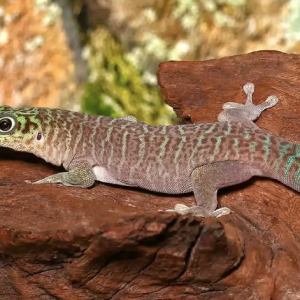 standings day gecko for sale.png