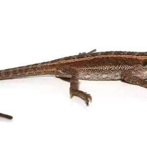 striped bearded dragon.png