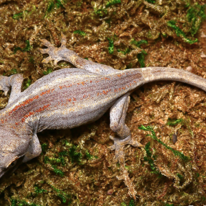 striped gargoyle gecko.png