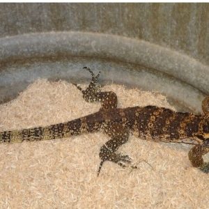 sumbawa water monitor e1695199346257.jpeg