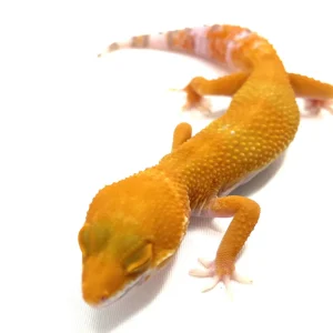 sunglowleopardgeckofemale 1 1800x1800.webp